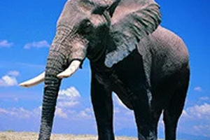 День защиты слонов